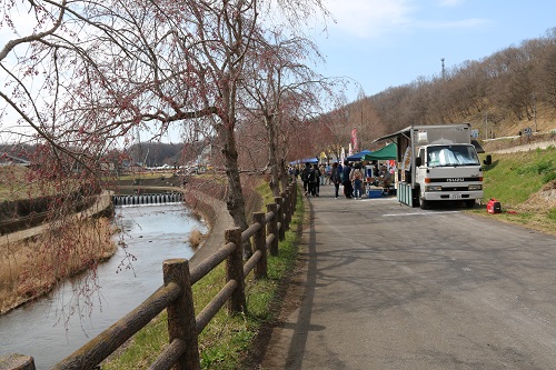 逆川沿いのしだれ桜はまだ咲いていなかった