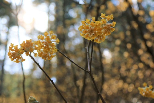 可憐な花を咲かせたミツマタ