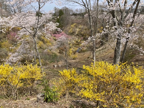 【花の山】花の谷のレンギョウと桜