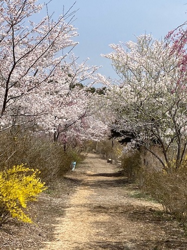 【花の山】桜の回廊