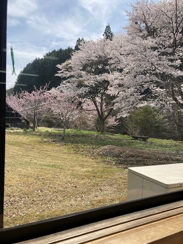 お店の窓越しに満開の桜