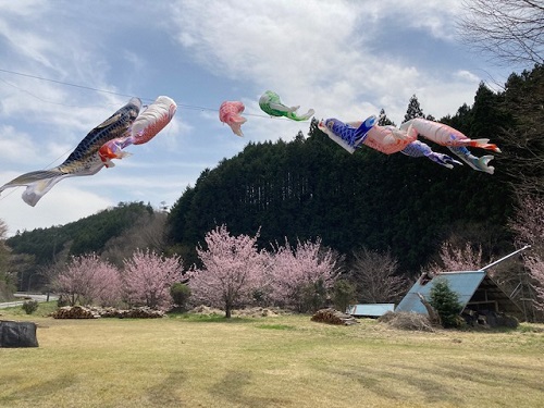 悠々と泳ぐ鯉のぼりと桜