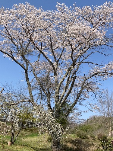 義父が植えたソメイヨシノ、もうすぐ50歳