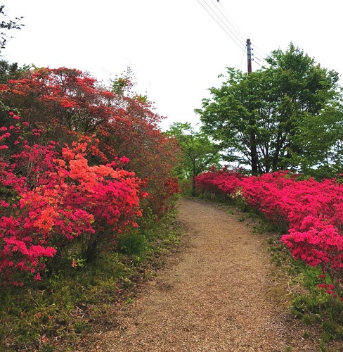 花の山は今が盛りです