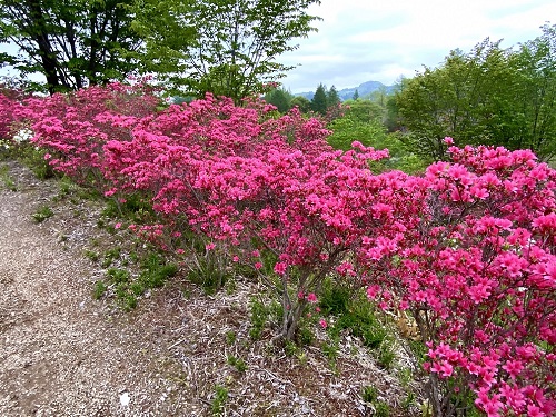 花の山のツツジ