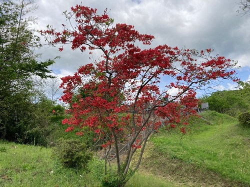 義父が植えたツツジ