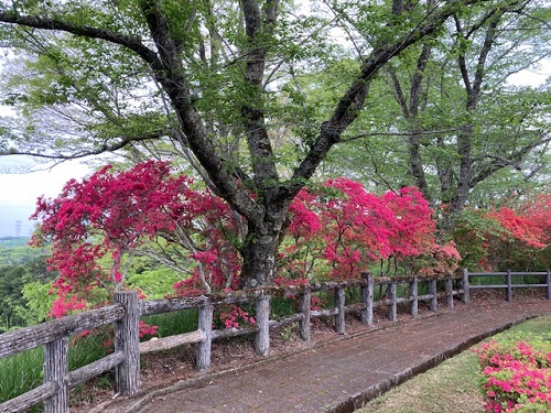 城山公園頂上のツツジ