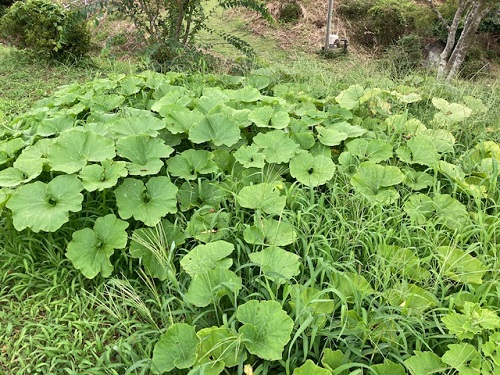 草だらけのところにつるを伸ばしたカボチャ