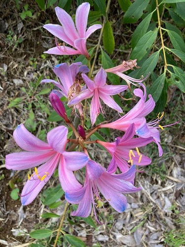 花の山の様子①