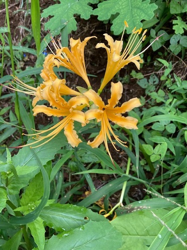 花の山の様子②