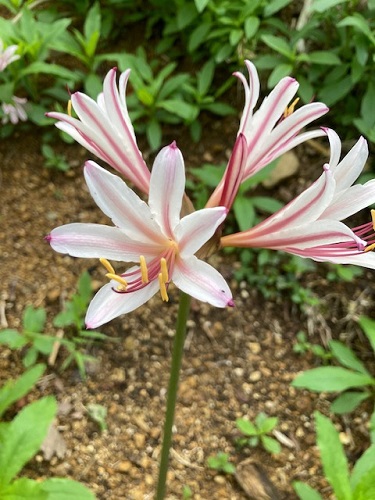 花の山の様子③