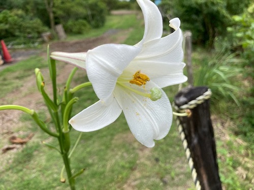 花の山の様子④