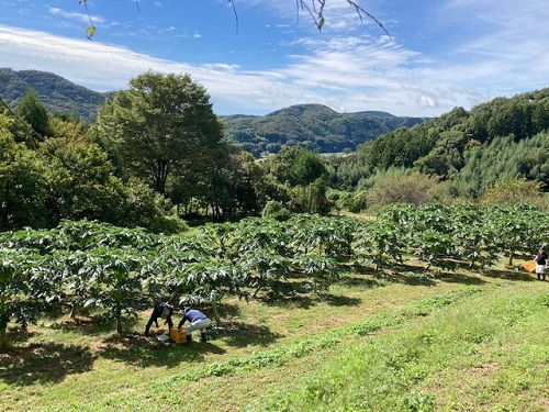 美しい山なみが見える