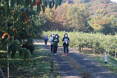 河井地区の柿は収穫間近