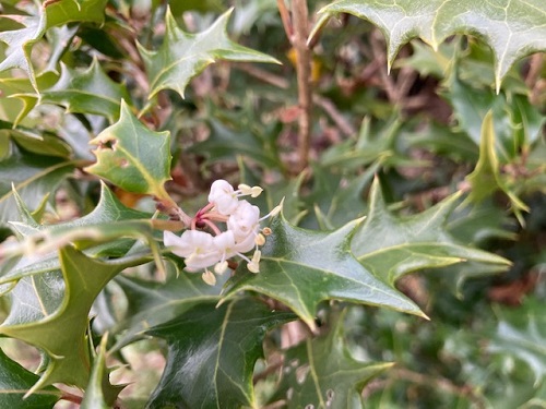 庭の柊（ひいらぎ）の花