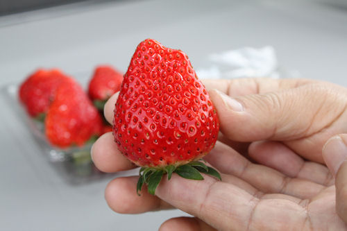 茂木自慢の大粒イチゴです!