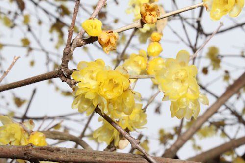 なかなかきれいに花を咲かせています