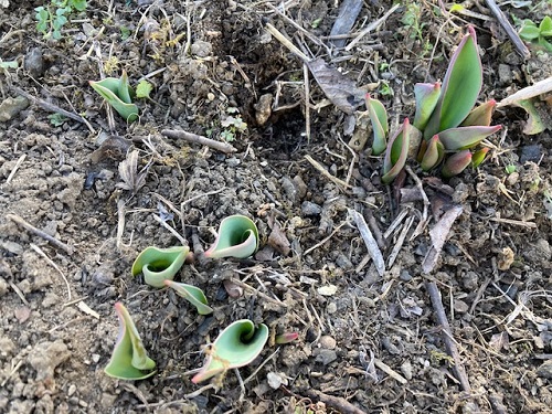 チューリップの芽が出ていました