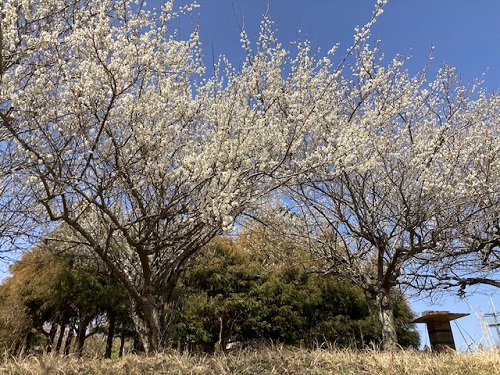 見事に花を付けた梅の木