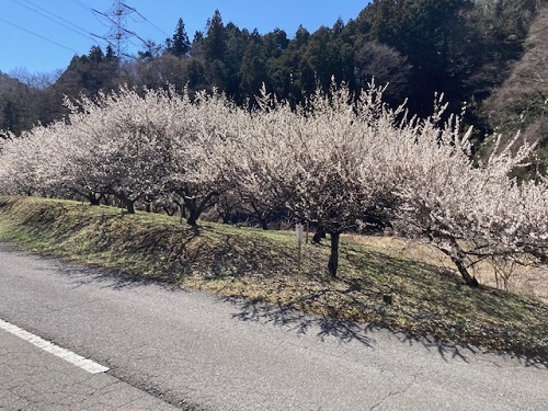 満開の梅林