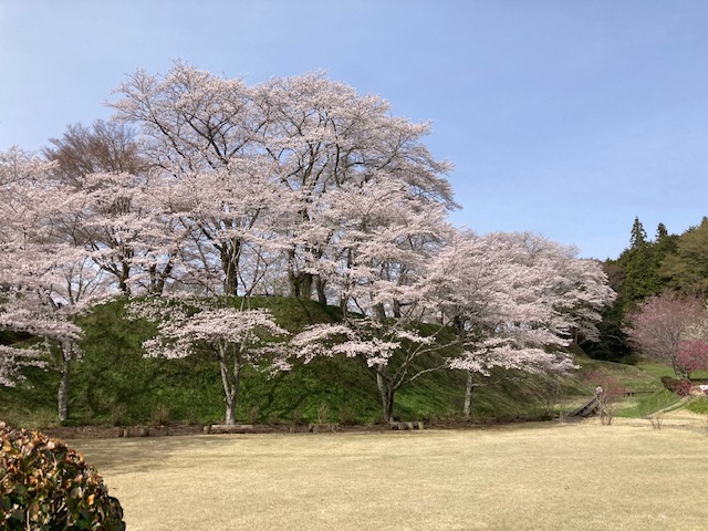 城山公園のソメイヨシノ