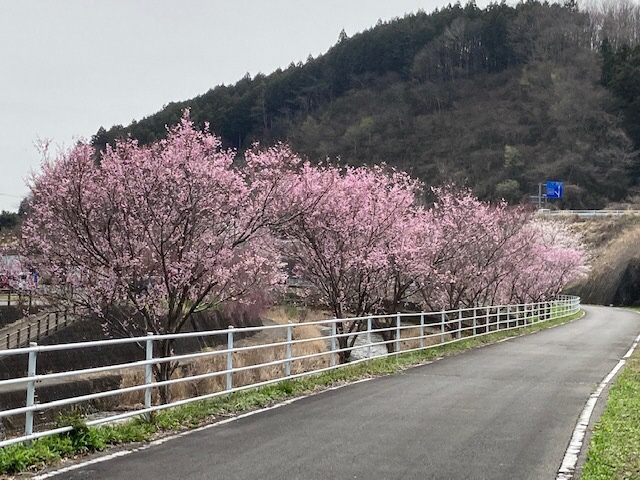 十石河川沿いの神代曙