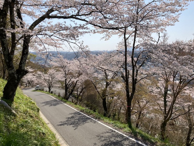 満開のさくら並木