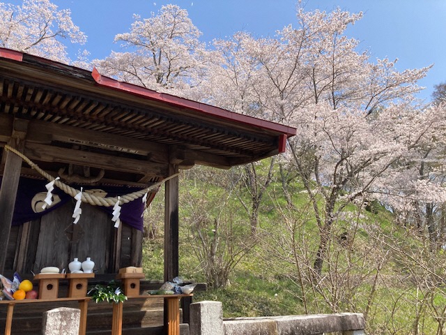 煙草神社とソメイヨシノ