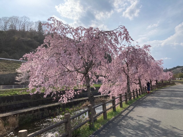 道の駅への河川道路 逆川左岸桜並木