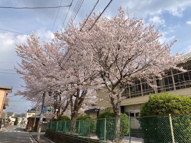 小学校の桜