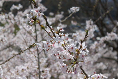 茂木の桜も間もなく開花です