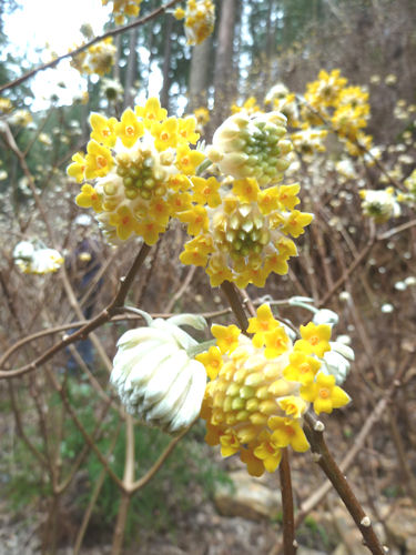 つぼみは白色ですが、花が開くと黄色になります