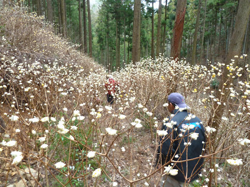 一面に広がるミツマタ。今、見ごろを迎えています