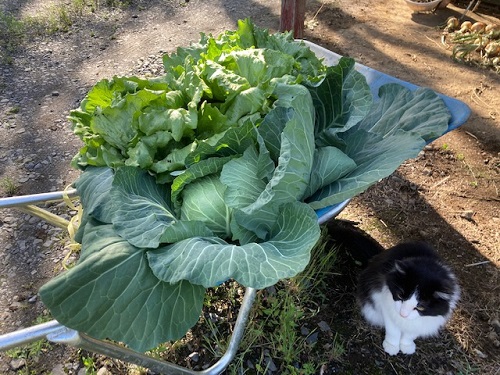 ミーコの手も借りたレタスとキャベツ