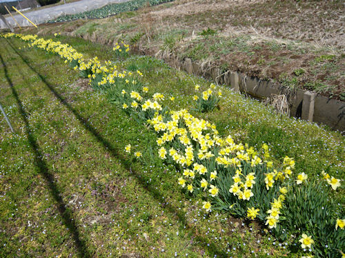 旧木幡小学校の近くにも水仙が咲いています