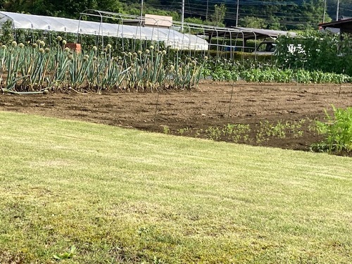 刈込まれた芝の中の美しい圃場