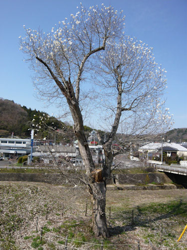 立派に花を咲かせる「奇跡のこぶし」