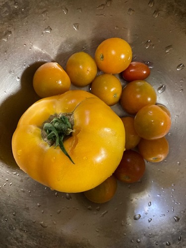 自家製トマト こちらはまあまあの出来