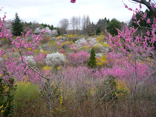 そして、ゴールデンウィークにおすすめの花の山