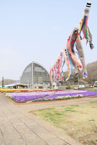 目の前で泳ぐ鯉のぼりの大群は圧巻です！