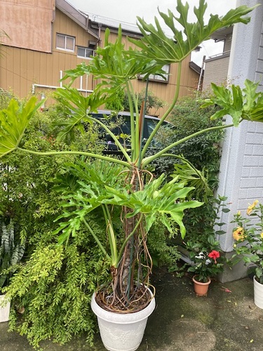 観葉植物も素晴らしい