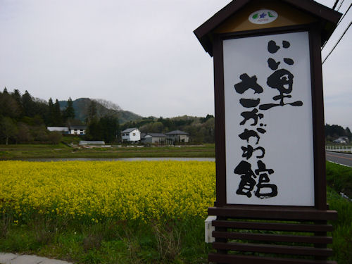 いい里さかがわ館の菜の花畑