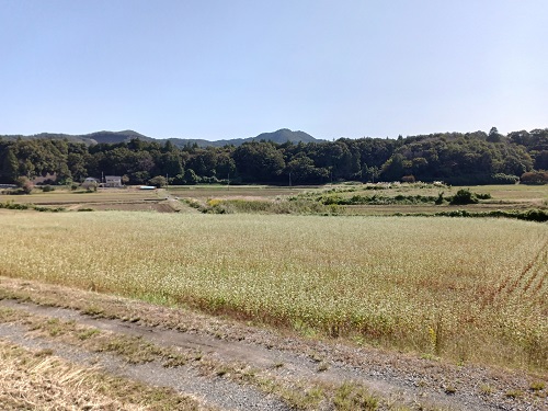 ソバ畑(美土里農園)