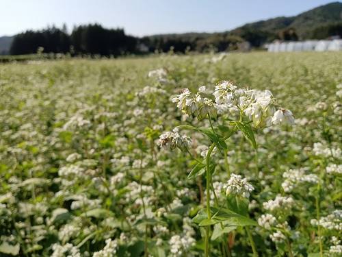 よく育ちました