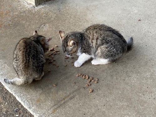 ご近所の方が餌をあげていました