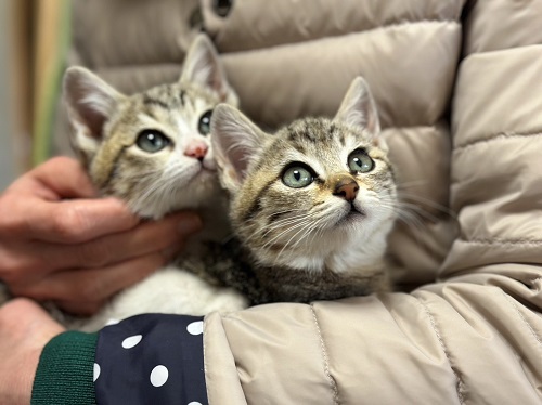 何ともかわいらしい2匹の子猫