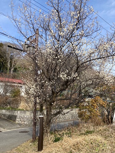 暖かさに誘われて梅の花が咲き始めました