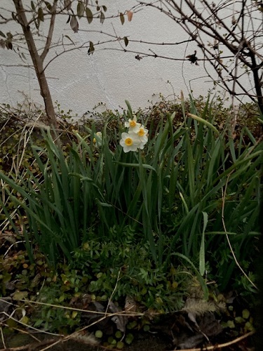 可愛らしいスイセンの花