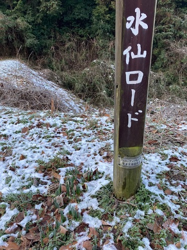 雪の下からスイセンの芽が出る