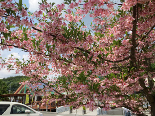 珍しいピンク色の花です